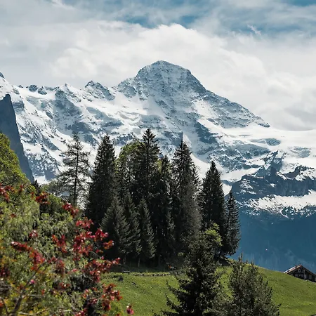 Braunbaer & 4* Wengen